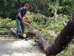 Best Seasonal Cleanup (Spring/Fall)  in Archdale, NC